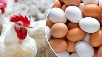 سعر اليوم.. تحديث أسعار الدواجن والبيض الأحد 4 يناير